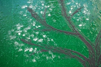 Cherry_tree_50x70_d1_DSC03488