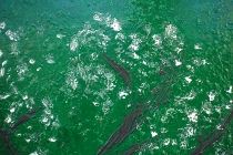 Cherry_tree_50x70_d2_DSC03489