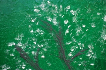Cherry_tree_50x70_d4_DSC03491