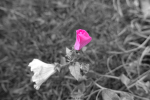 Blume_2