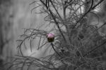 Blume_3