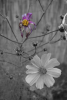 Blume_4