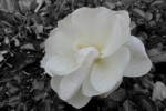 Blume_5