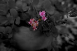 Blume_6