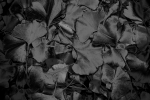 Gingko