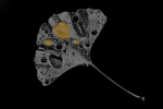 Gingko