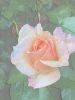 IMG_0727-relieff