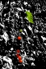 Tomaten_2