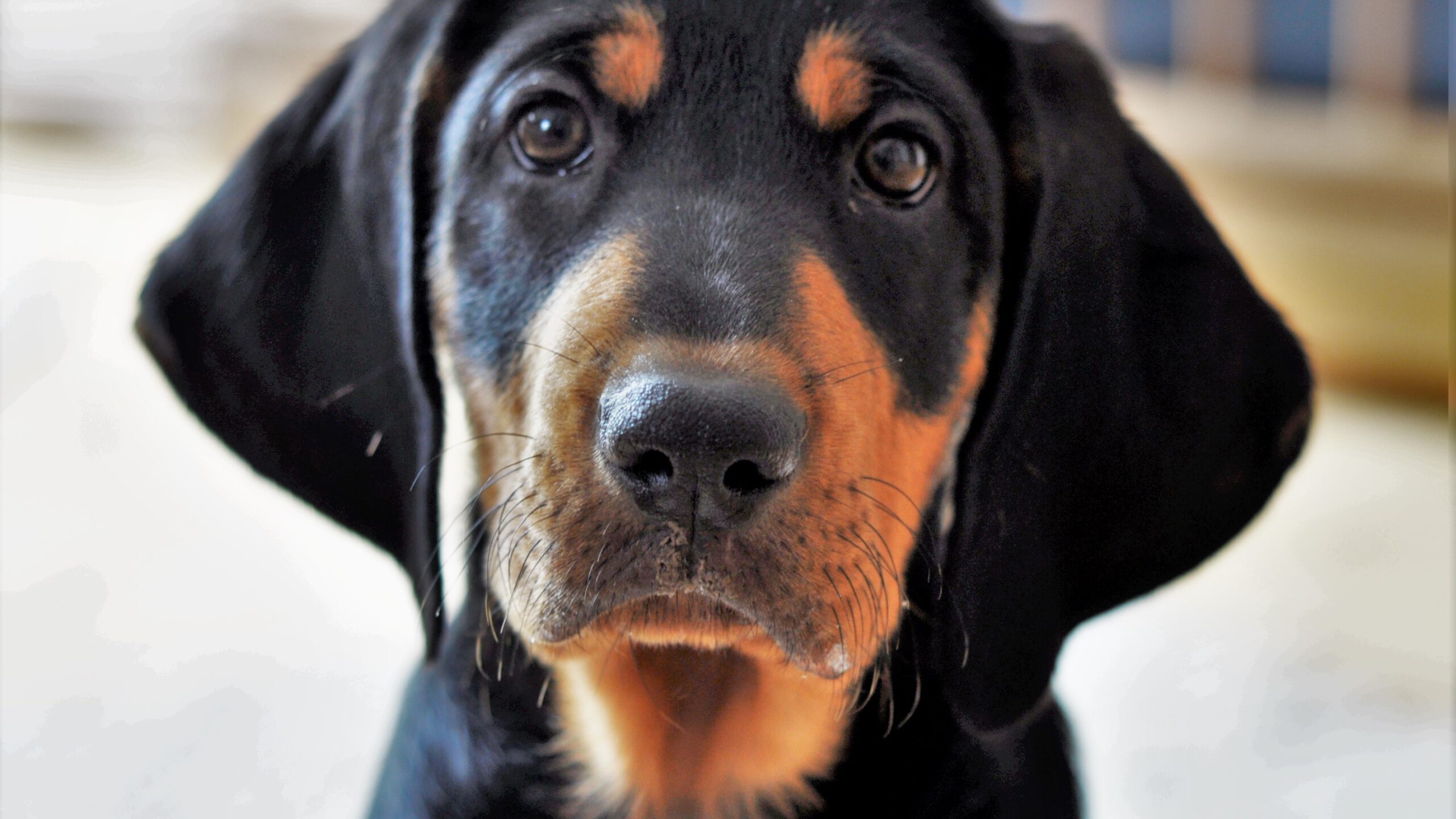 dog Haya